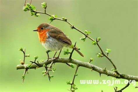 夢見小鳥出生|夢見鳥、小鳥，夢到鳥、小鳥是什麽意思？